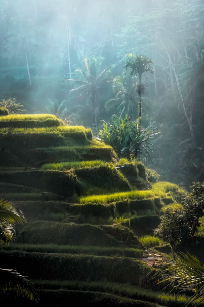 pexels-photo-2100804 Stunning view of lush rice terraces in Bali, enveloped in morning fog, showcasing natural beauty.